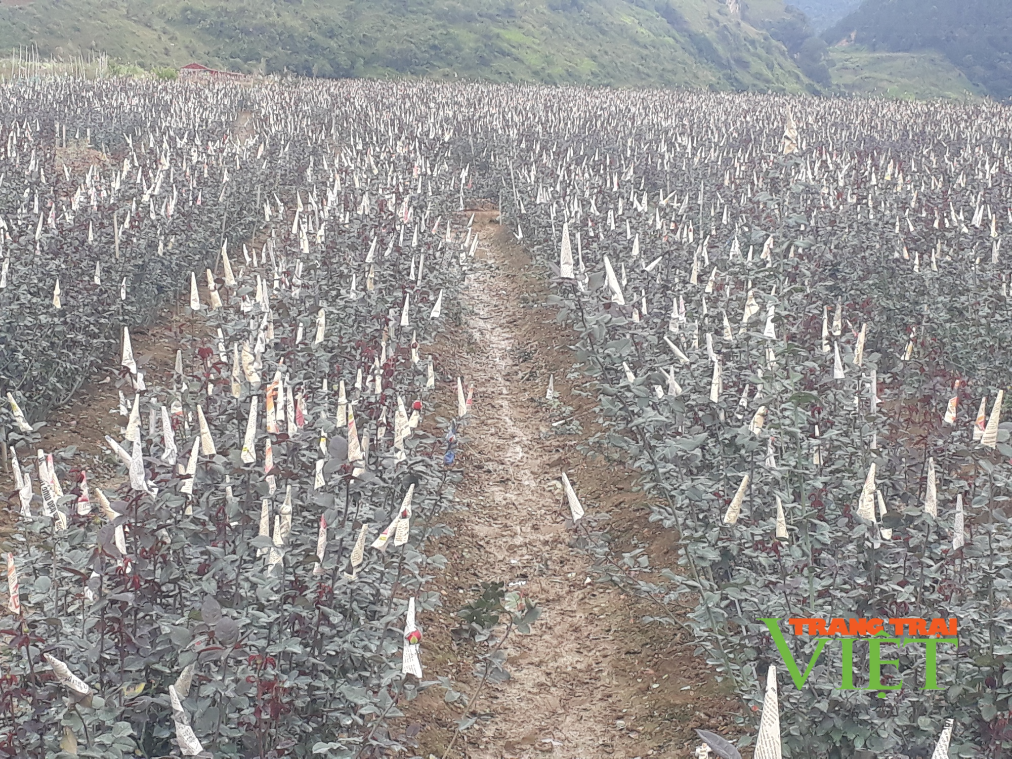 Thành phố Lai Châu làm gì để nâng cao giá trị trên một đơn vị diện tích? - Ảnh 2. Thành phố Lai Châu làm gì để nâng cao giá trị trên một đơn vị diện tích? - Ảnh 2.