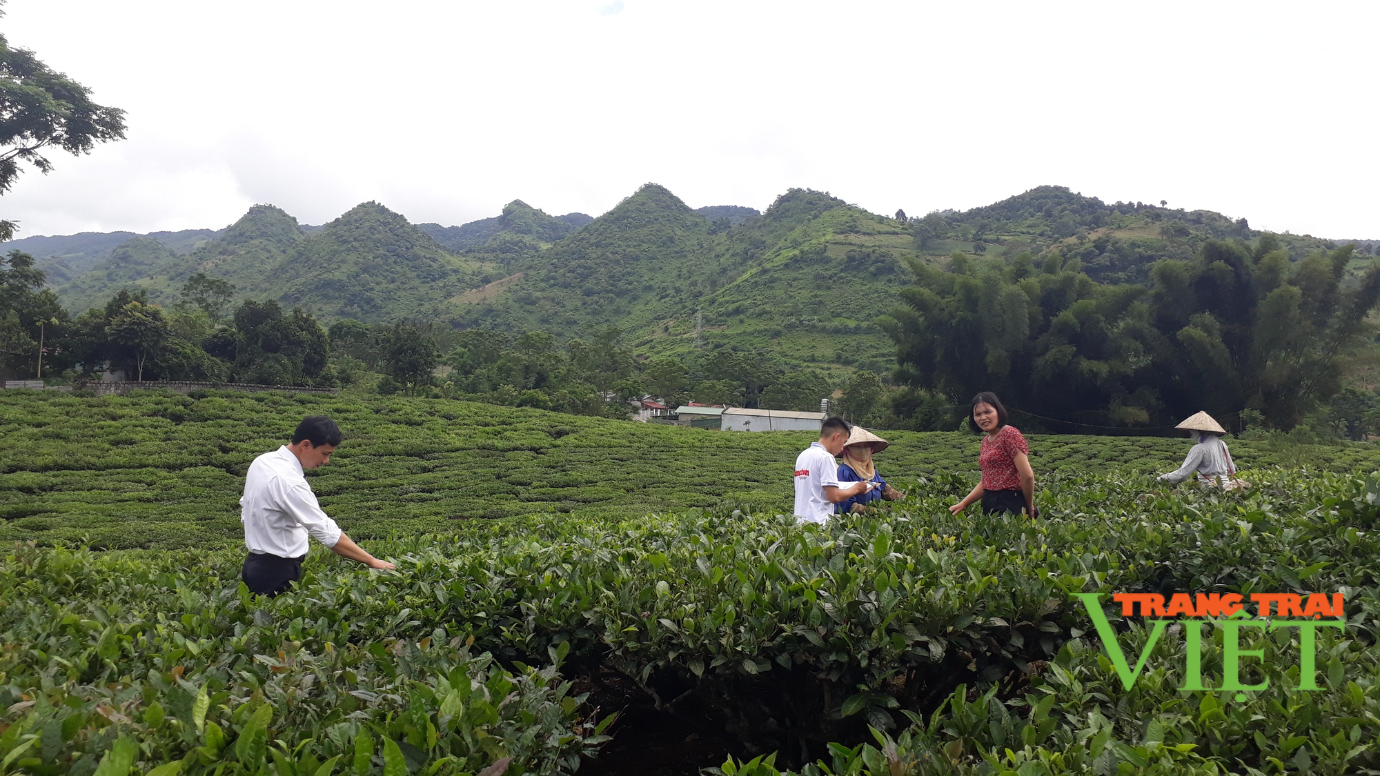 Thành phố Lai Châu làm gì để nâng cao giá trị trên một đơn vị diện tích? - Ảnh 3. Thành phố Lai Châu làm gì để nâng cao giá trị trên một đơn vị diện tích? - Ảnh 3.