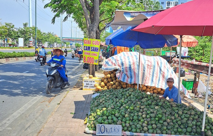  Giải cứu cam sành và khoảng trống ngành chế biến - Ảnh 2.