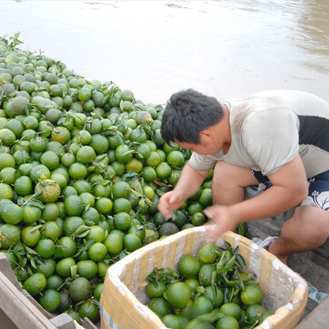 Tạo đầu ra ổn định cho nông sản - Ảnh 1.