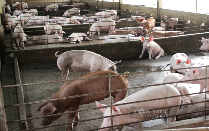 Giá heo hơi ở Đồng Nai giảm xuống dưới mức 50.000 đồng/kg. Ảnh: Nguyên Vỹ