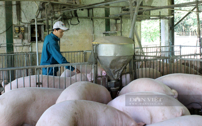 Doanh nghiệp chăn nuôi trong nước khó ổn định mặt bằng giá thành sản xuất vì giá nguyên liệu thức ăn chăn nuôi tăng cao. Ảnh: Nguyên Vỹ