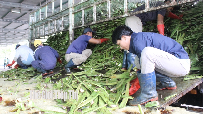 Lá nha đam sau thu hoạch và chế biến sẽ tạo ra nguồn phụ phẩm để làm nguyên liệu ủ phân bón hữu cơ. Ảnh: Trần Khánh