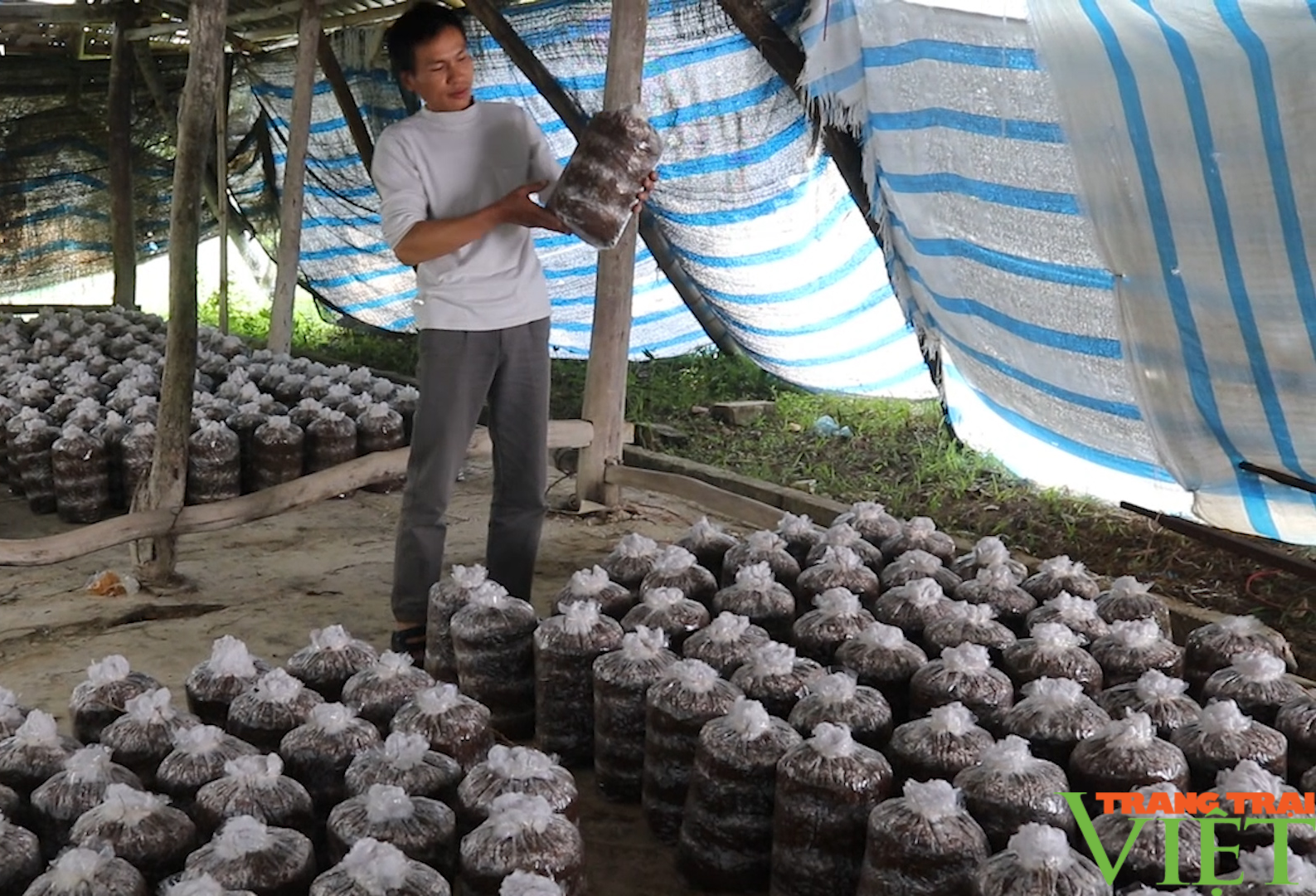 Phong trào Nông dân thi đua sản xuất kinh doanh giỏi - Ảnh 3. Phong trào Nông dân thi đua sản xuất kinh doanh giỏi - Ảnh 3.