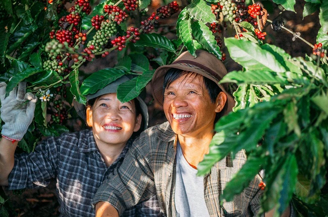 Nông dân liên kết sản xuất cà phê bền vững ở Gia Lai. Ảnh: Vĩnh Hiệp