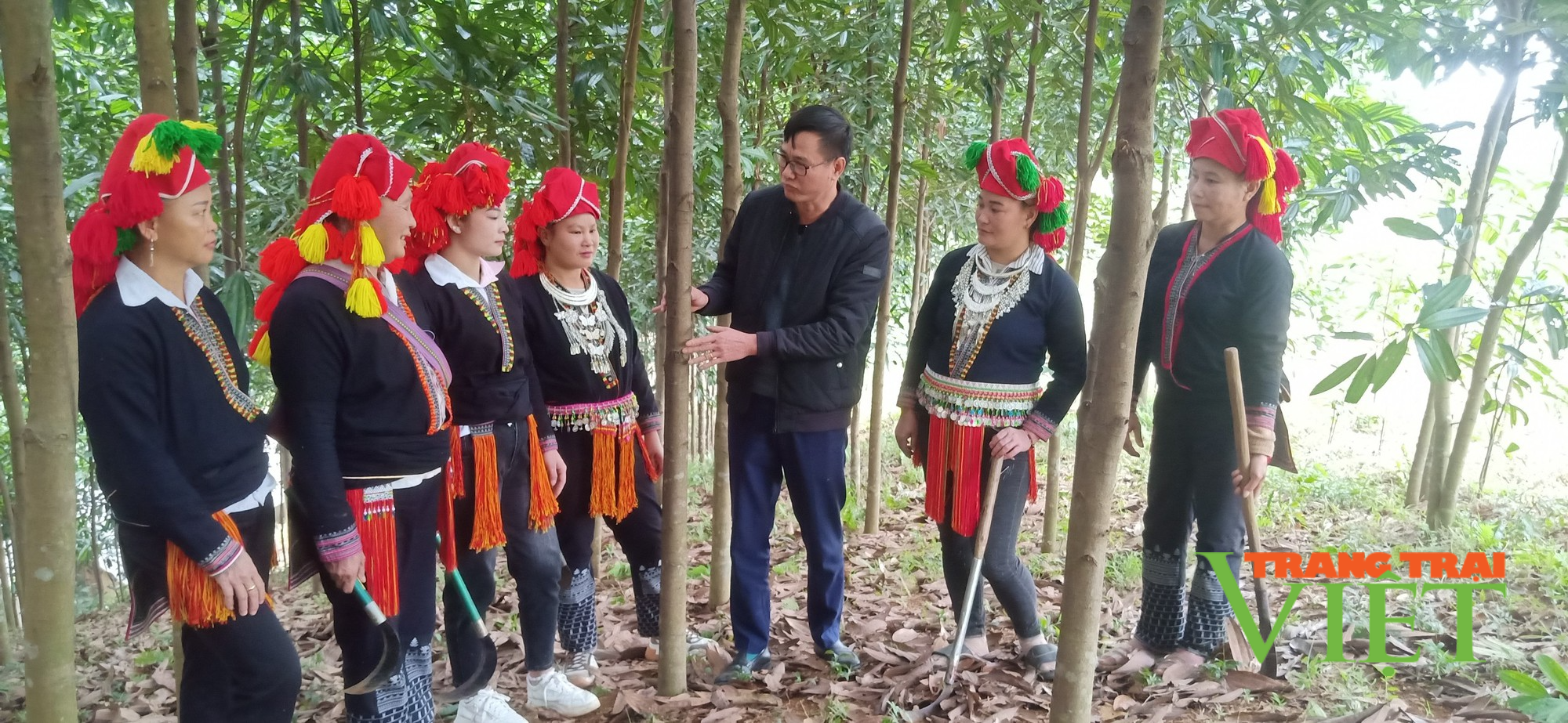 Lào Cai: Trồng rừng kinh tế, dân vùng này có “của ăn, của để” - Ảnh 2. Lào Cai: Trồng rừng kinh tế, dân vùng này có “của ăn, của để” - Ảnh 2.