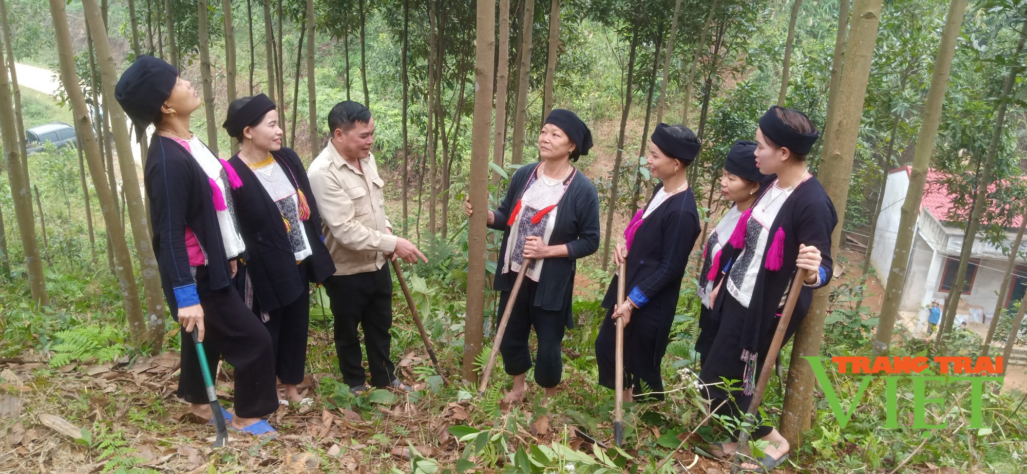 Lào Cai: Trồng rừng kinh tế, dân vùng này có “của ăn, của để” - Ảnh 3. Lào Cai: Trồng rừng kinh tế, dân vùng này có “của ăn, của để” - Ảnh 3.
