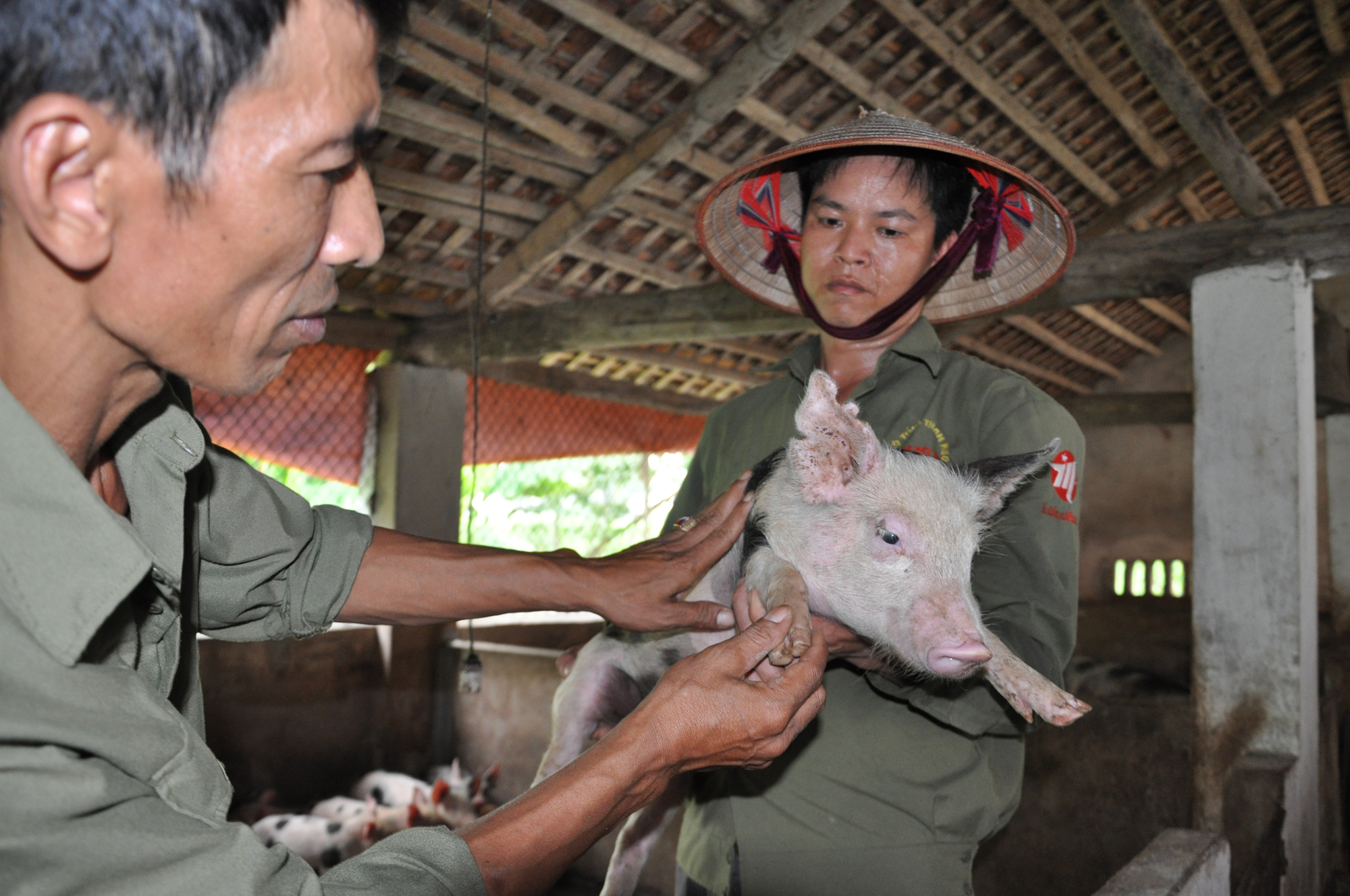 Người nuôi lợn lại lâm cảnh thua lỗ, nợ nần - Ảnh 1.