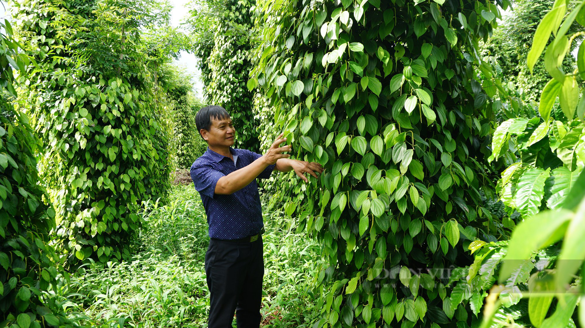Đầu tư vốn Quỹ HTND giúp nông dân Đắk Lắk nuôi bò, trồng sầu riêng - Ảnh 3.