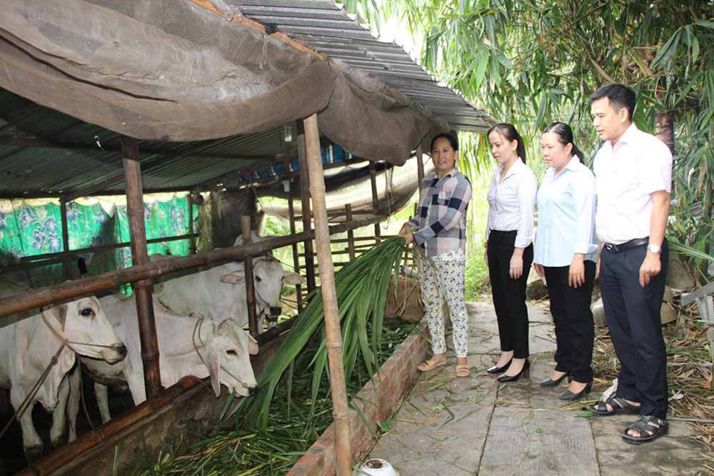 Tiếp vốn nuôi bò, hộ nghèo vươn lên khấm khá - Ảnh 1.
