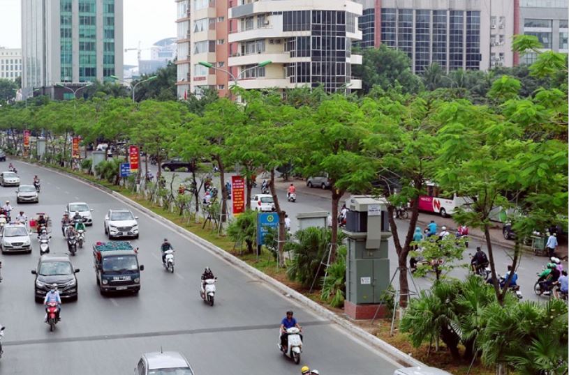Hà Nội sẽ thay thế cây có nguy cơ gãy đổ trước mùa mưa bão - Ảnh 1.
