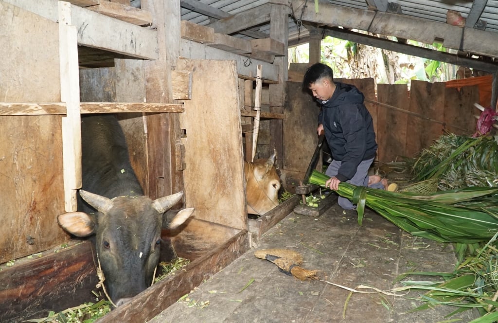 Vốn tín dụng chính sách “mở lối” thoát nghèo cho nông dân - Ảnh 1.