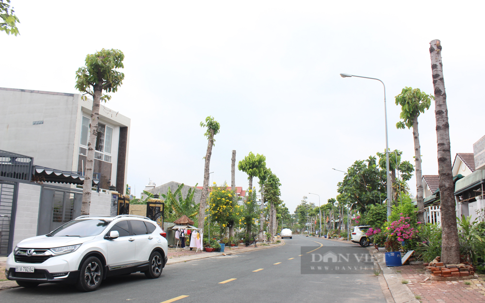 Một số cây xanh vừa được cắt tỉa nằm cạnh những cây xanh đã được cắt tỉa trước đó. Ảnh: Nguyên Vỹ