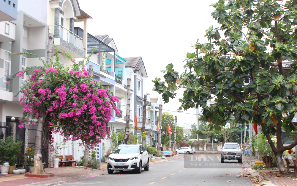Một số loại cây khác như cây bàng Đài Loan, hoặc các cây xanh do người dân tự trồng như bông giấy, sa kê được cắt tỉa, tạo tán gọn gàng. Ảnh: Nguyên Vỹ