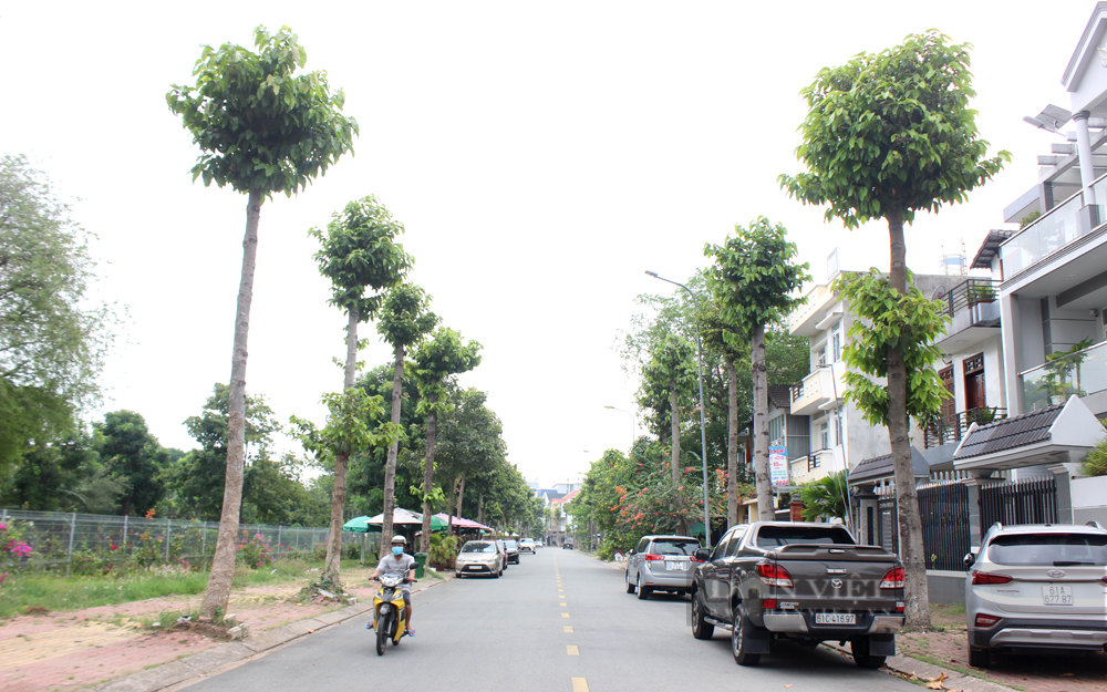 Việc cắt tỉa cây xanh nhằm rủi ro xảy làm cây xanh ngã đổ, gây thiệt hại về người và tài sản của cư dân. Ảnh: Nguyên Vỹ