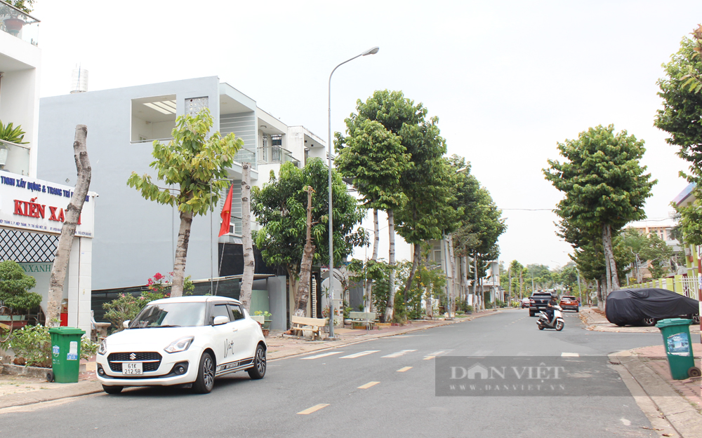 Không có chuyện “bức tử” hàng loạt cây xanh ở Bình Dương - Ảnh 8.