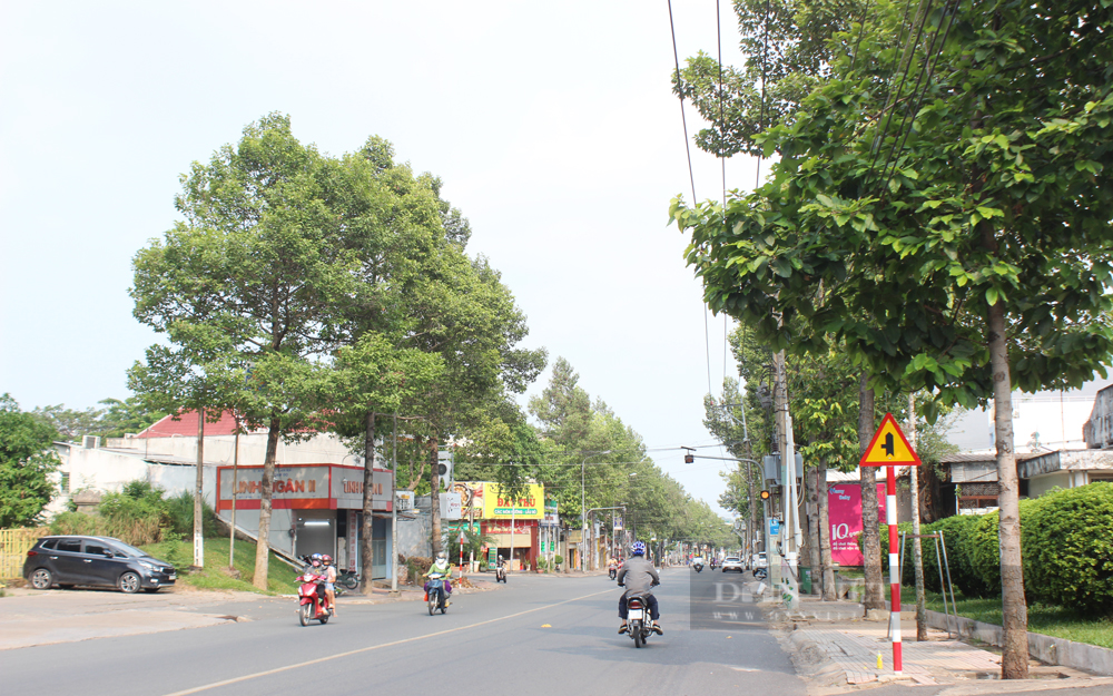Về mỹ quan, cây bị cắt tỉa ngang thân có thể không còn đẹp như cây mọc cao tự nhiên. Ảnh: Nguyên Vỹ