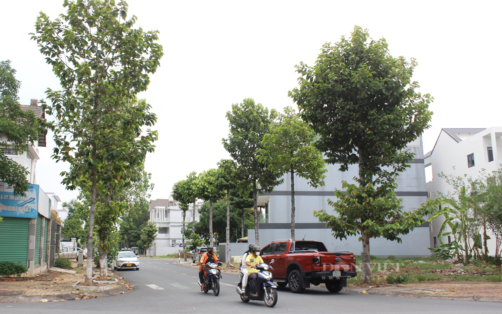Không có chuyện “bức tử” hàng loạt cây xanh ở Bình Dương - Ảnh 12.