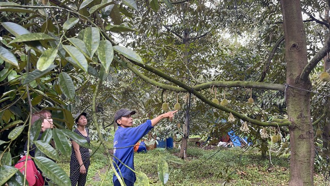 Nhiều nông dân khóc ròng vì trái cây non rụng đầy gốc, than thở nguyên nhân do bụi đỏ từ sân bay Long Thành - Ảnh 1.