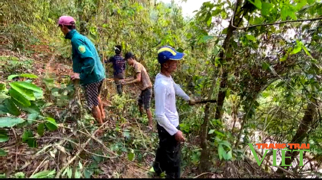 Lai Châu: Giữ rừng xanh tốt, dân nơi đây có thu nhập ổn định - Ảnh 3.