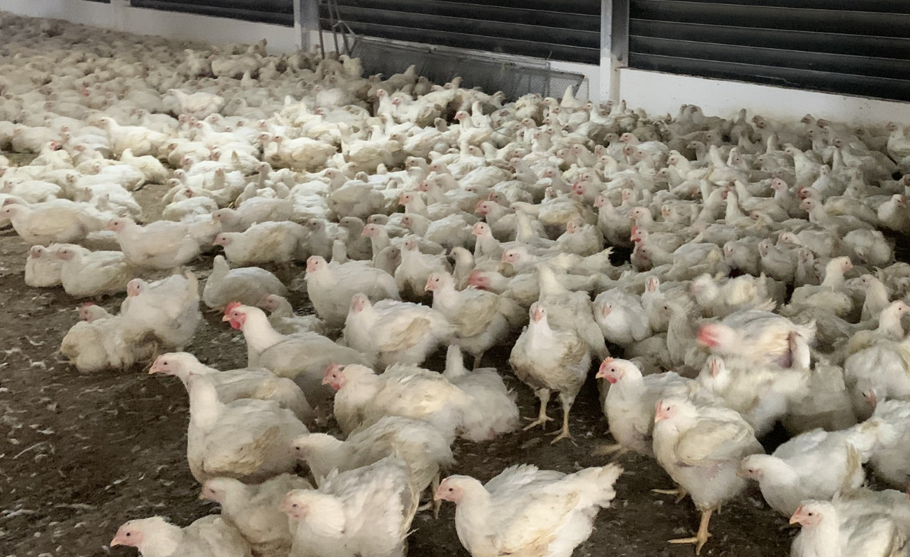 Vụ kiểm tra gần 10.000 cơ sở chăn nuôi: Sẽ kiểm cơ sở có nguy cơ gây ô nhiễm môi trường cao - Ảnh 2.