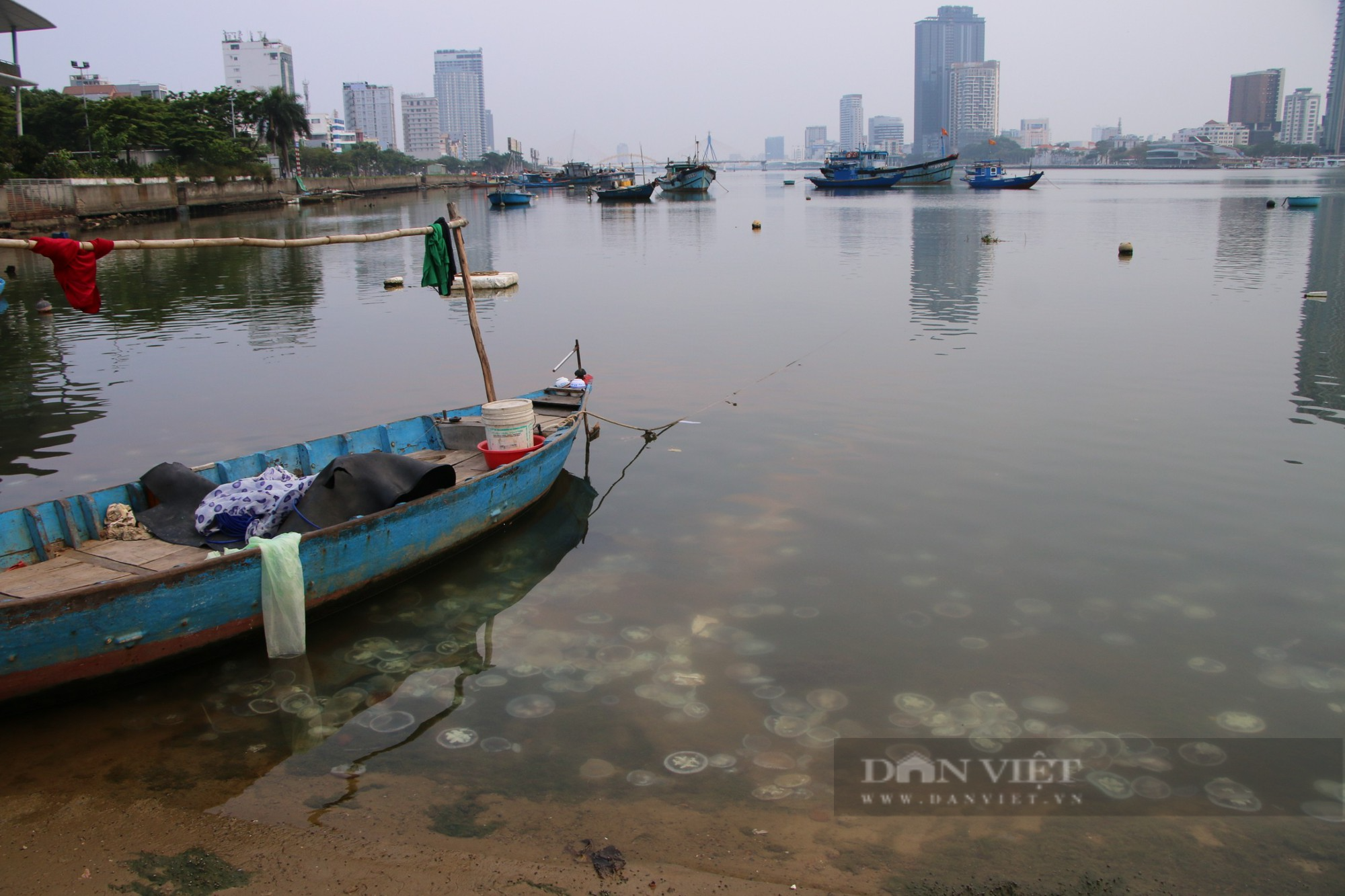 Thực hư hình ảnh sứa nằm xếp lớp dọc bờ sông Hàn Đà Nẵng - Ảnh 2.