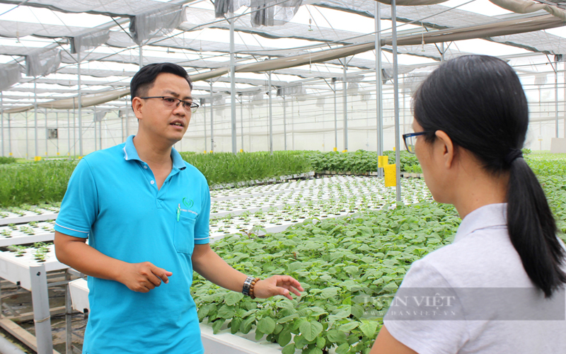 Rau sạch công nghệ cao của HTX Tuấn Ngọc đang trồng ở phường Long Trường, TP.Thủ Đức (TP.HCM). Ảnh: Trần Khánh