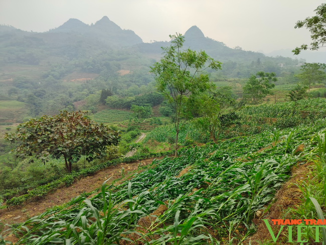 Mường Khương: Thiệt hại hơn nửa tỷ đồng do dông lốc - Ảnh 1.