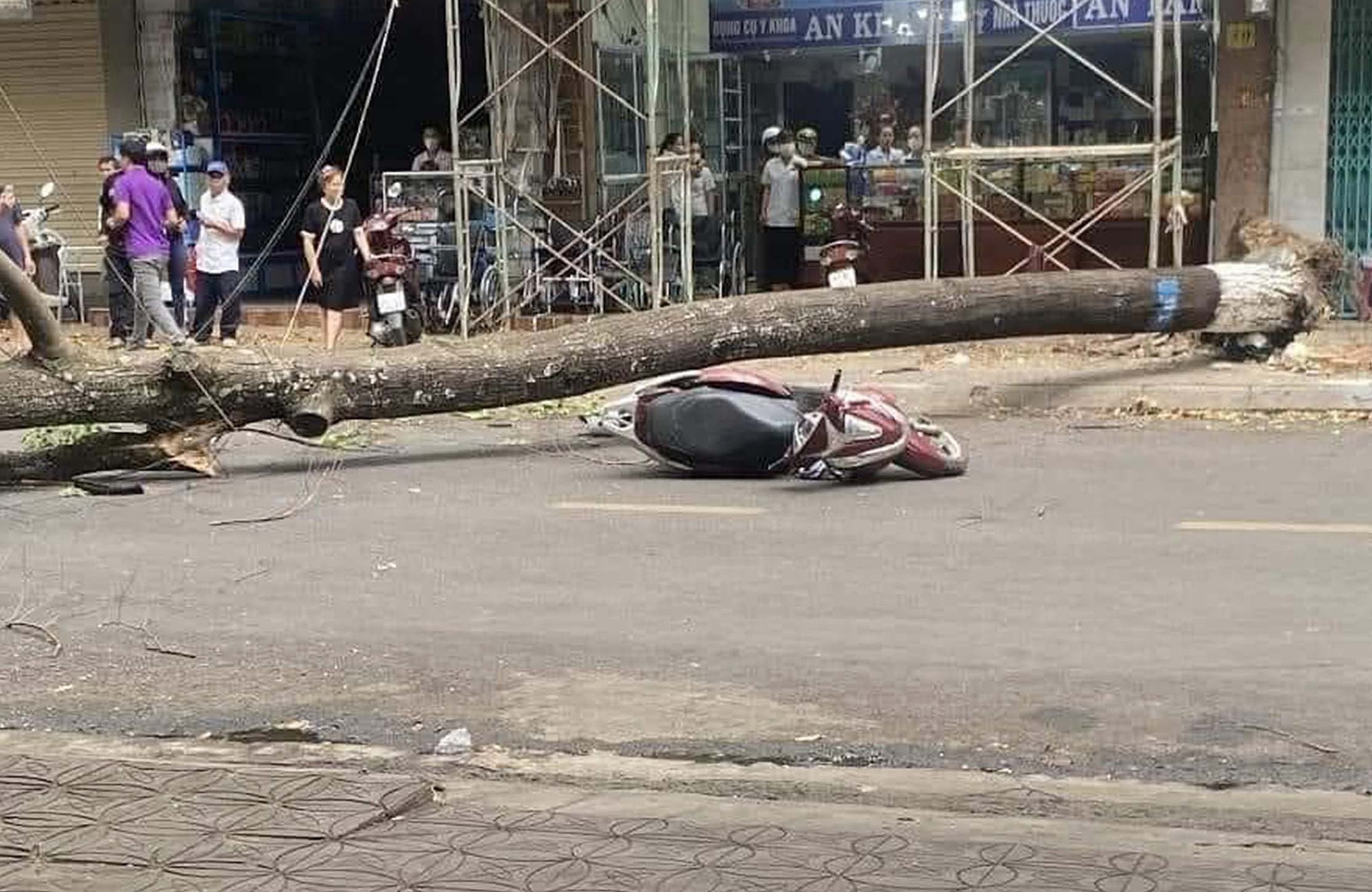 Ai phải chịu trách nhiệm vụ cây xanh bật gốc đè người phụ nữ đi đường ở Đắk Lắk? - Ảnh 1.