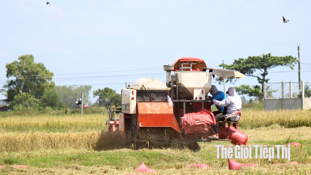 Khâu tổ chức sản xuất là rất quan trọng trong chuỗi giá trị lúa gạo. Ảnh: Trần Khánh