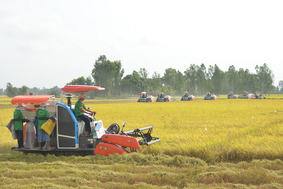 GS Võ Tòng Xuân: Gạo ST25 được quốc tế công nhận ngon nhất thế giới nhưng vì sao ít người biết? - Ảnh 3.