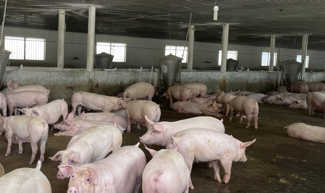 Ngân hàng nhà nước nói gì trước tâm thư của Hiệp hội Chăn nuôi Đồng Nai? - Ảnh 1.