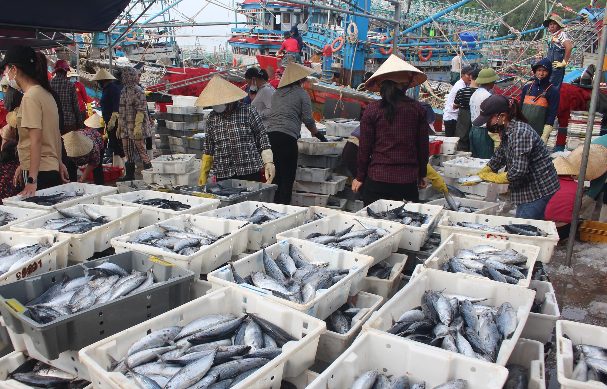 Tìm giải pháp nâng cao hiệu quả khai thác, giá trị chế biến thủy sản trong giai đoạn mới - Ảnh 6.
