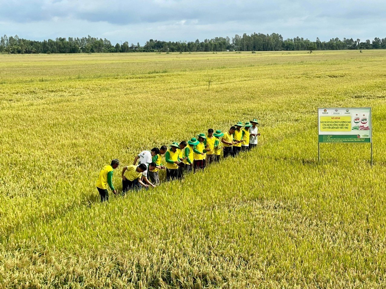 Niềm tin mới cho cây lúa An Giang - Ảnh 5.