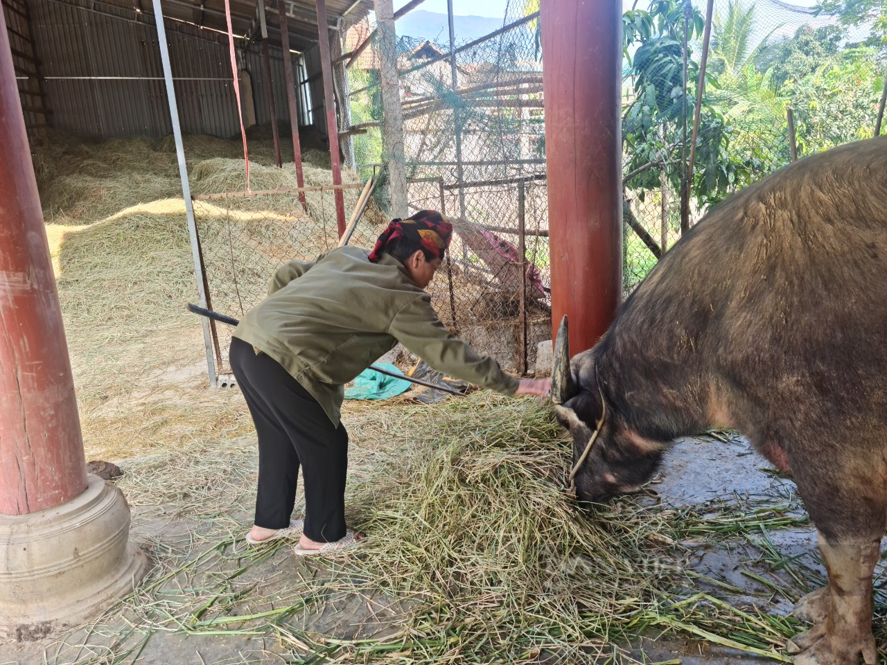 Nông dân Noong Hẹt thoát ghèo từ nguồn vốn vay Ngân hàng Chính sách   - Ảnh 3.