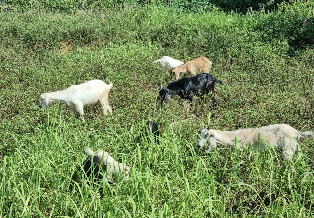 Ninh Bình: Thành lập Tổ hợp tác nuôi dê thương phẩm cho hội viên người dân tộc Mường - Ảnh 2.