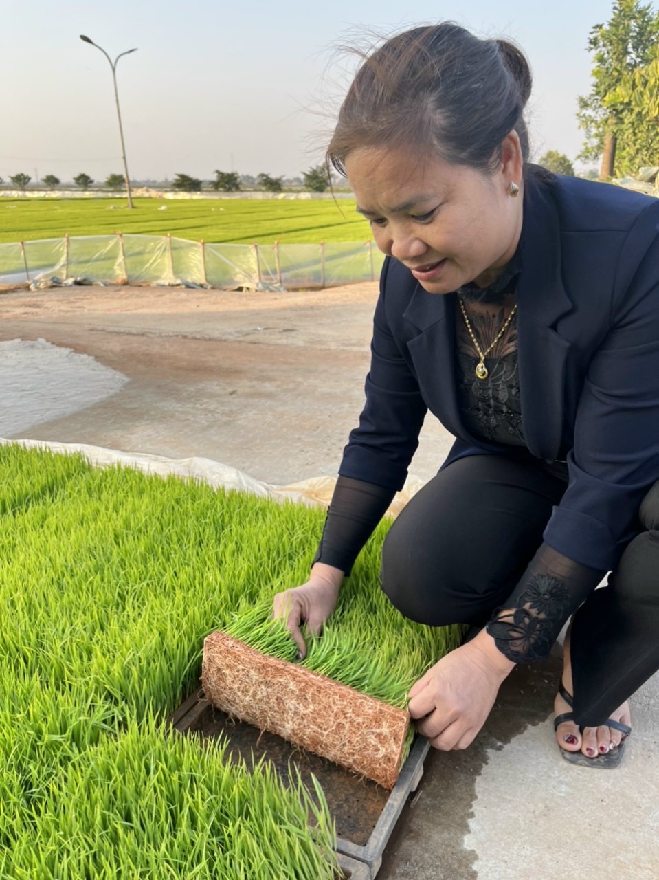 &quot;Nữ tướng đại điền&quot; ở quê lúa Thái Bình - Ảnh 1.