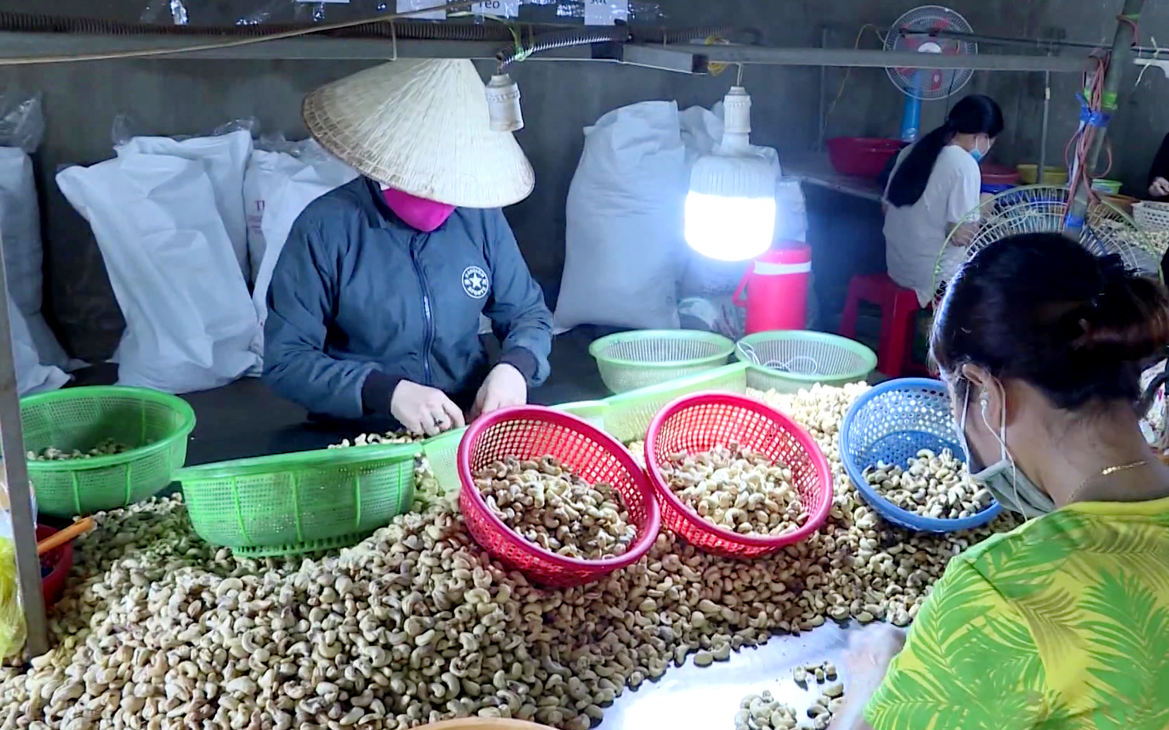 Bình Phước là nơi sản xuất kinh doanh điều sôi động nhất nhất nước với hơn 2.700 doanh nghiệp, cơ sở chế biến lớn, nhỏ. Ảnh: Trần Khánh