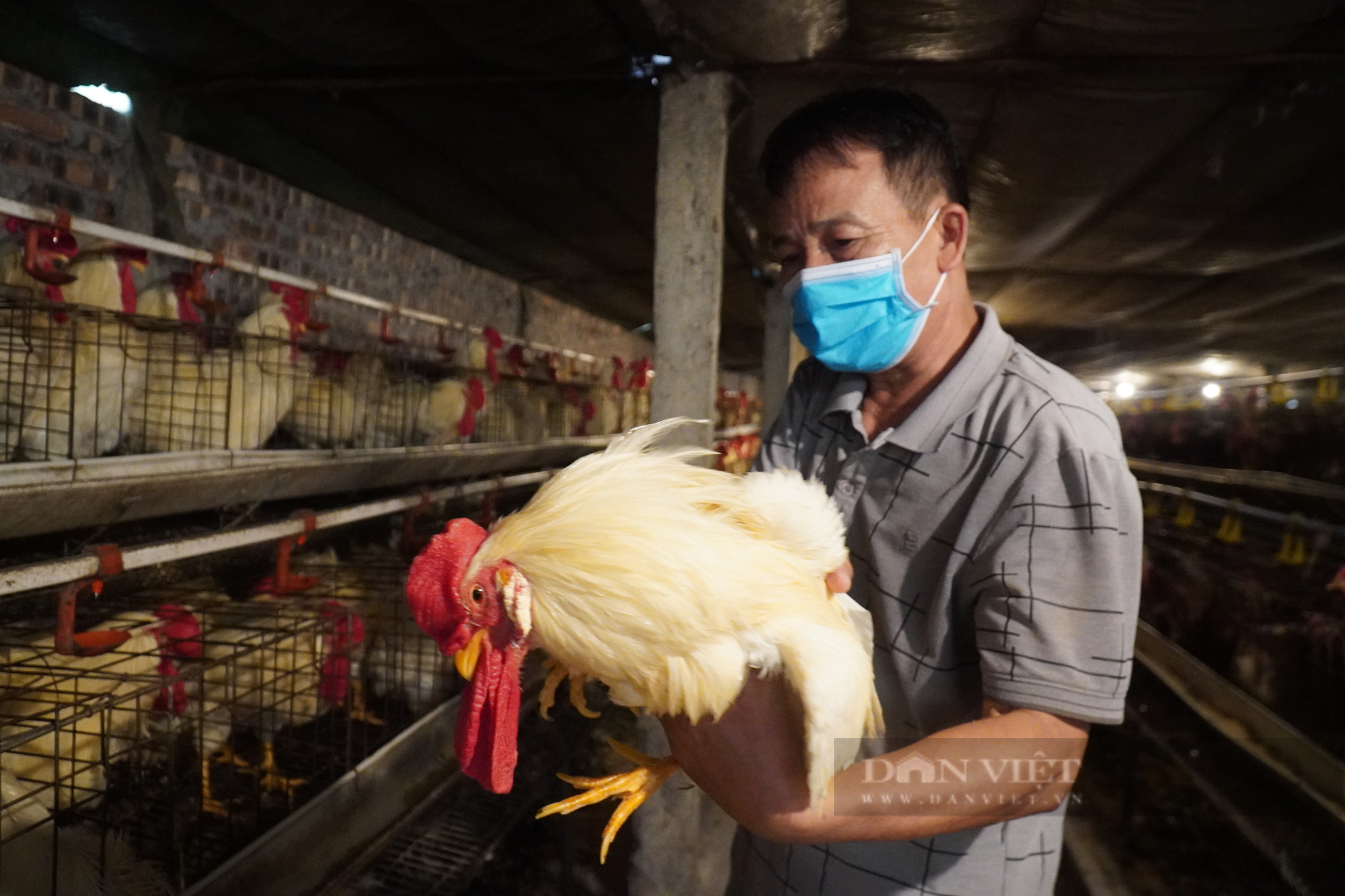 Thảm cảnh của người chăn nuôi gia cầm (Bài 2): Trại nhỏ lỗ ít, trại lớn lỗ  tiền tỷ  - Ảnh 1.