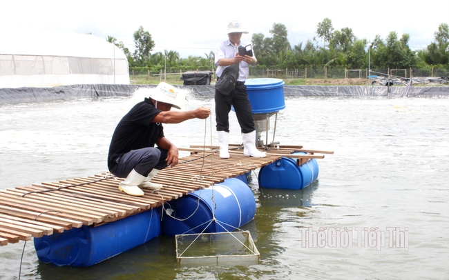 Các doanh nghiệp chế biến tôm xuất khẩu đồng tình quan điểm đầu tư nhiều hơn vào vùng nuôi. Ảnh: Trần Khánh