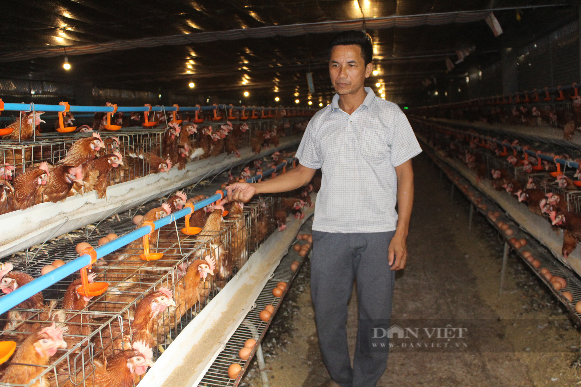 Thảm cảnh của người chăn nuôi gia cầm (bài cuối): Chăn nuôi công nghiệp  sẽ chiếm lĩnh - Ảnh 1.
