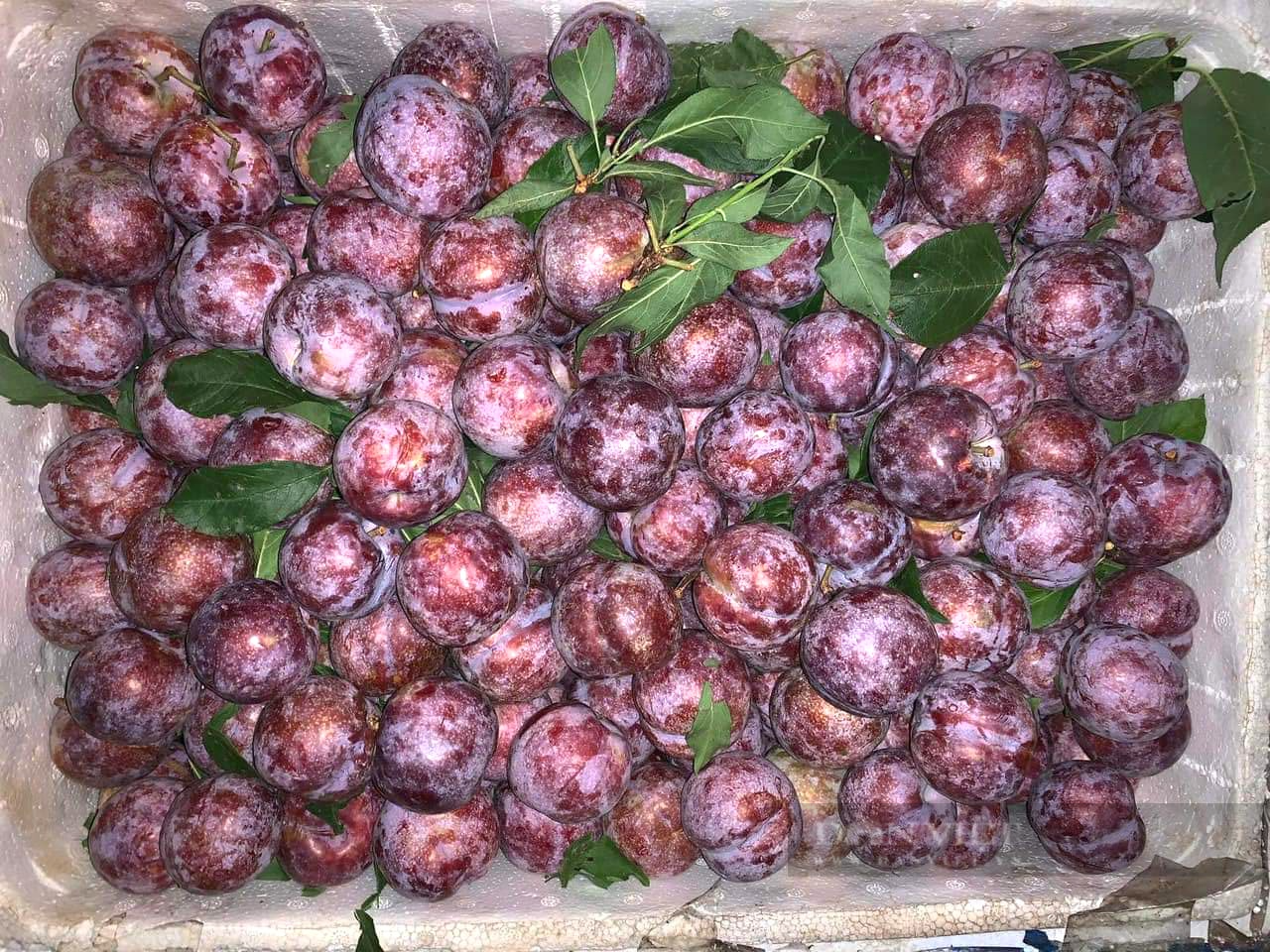 Ninh Bình: Hỗ trợ, tiêu thụ gần 600kg quả mận cho nông dân tỉnh Sơn La - Ảnh 2.