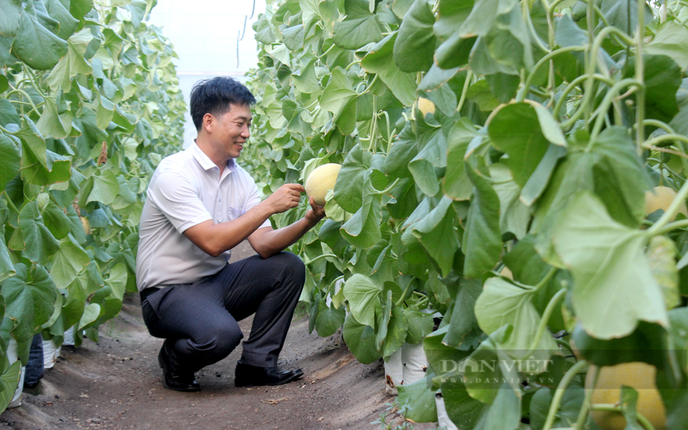 Niềm vui khởi nghiệp làm nông nghiệp công nghệ cao thành công. Ảnh: Nguyên Vỹ