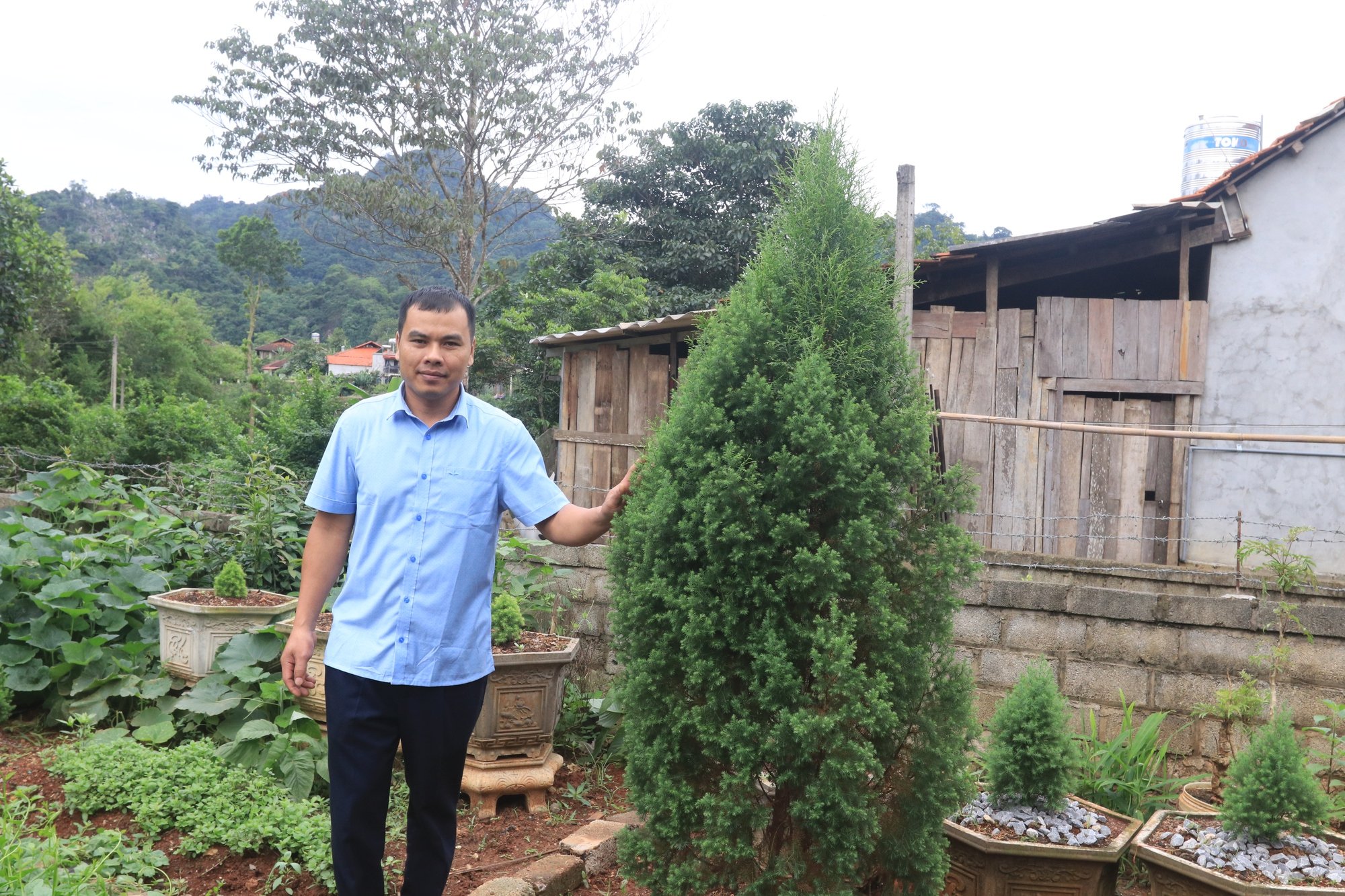 Thuần hóa loài vương mộc quý - Ảnh 1.