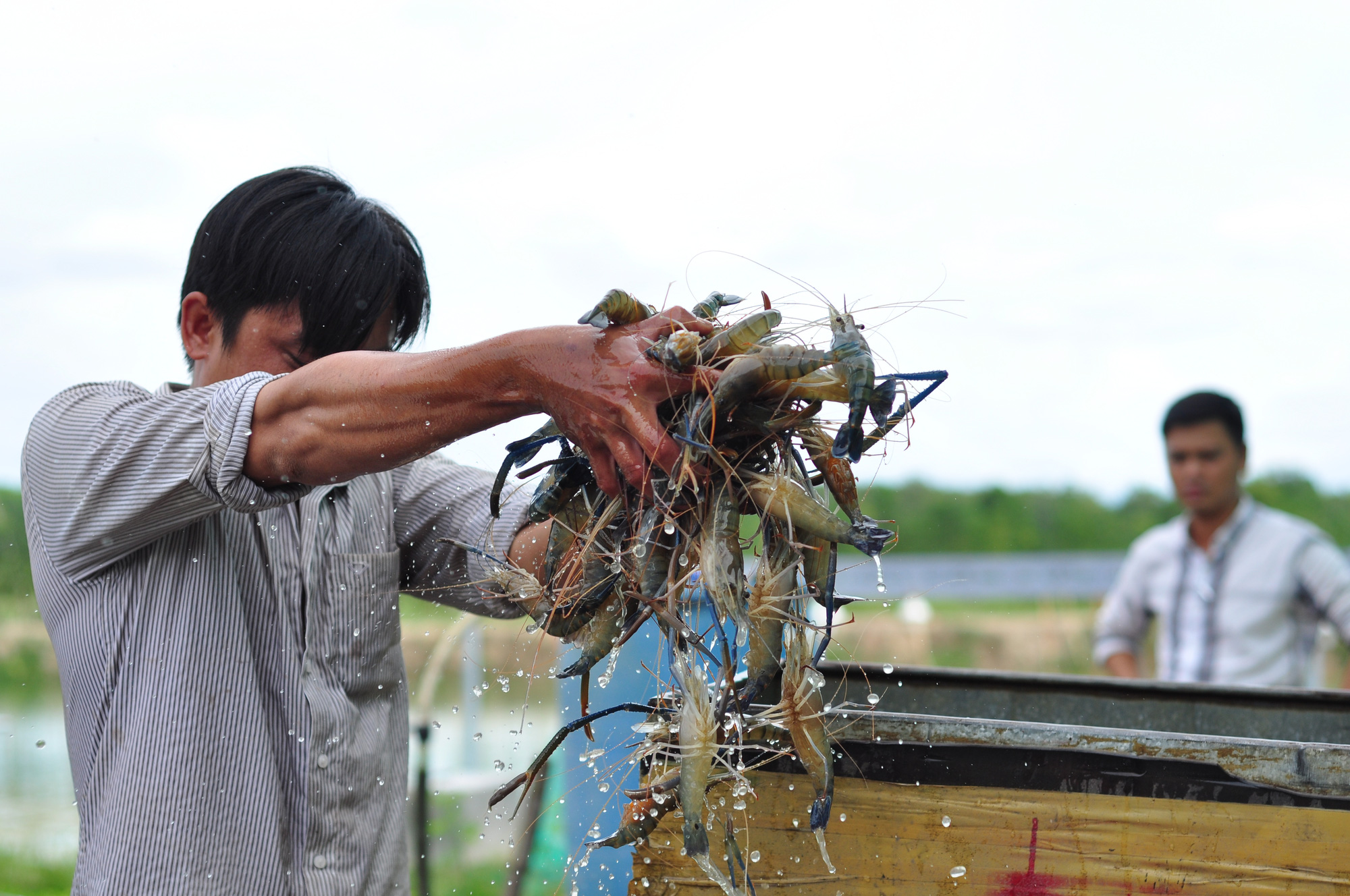 Xuất khẩu tôm lao đao vì lạm phát - Ảnh 1.