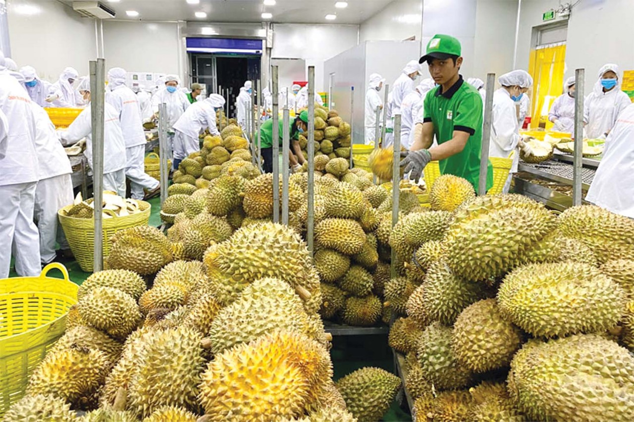 Ghi dấu thương hiệu Việt Nam trên &quot;bản đồ trái cây&quot; thế giới - Ảnh 1.