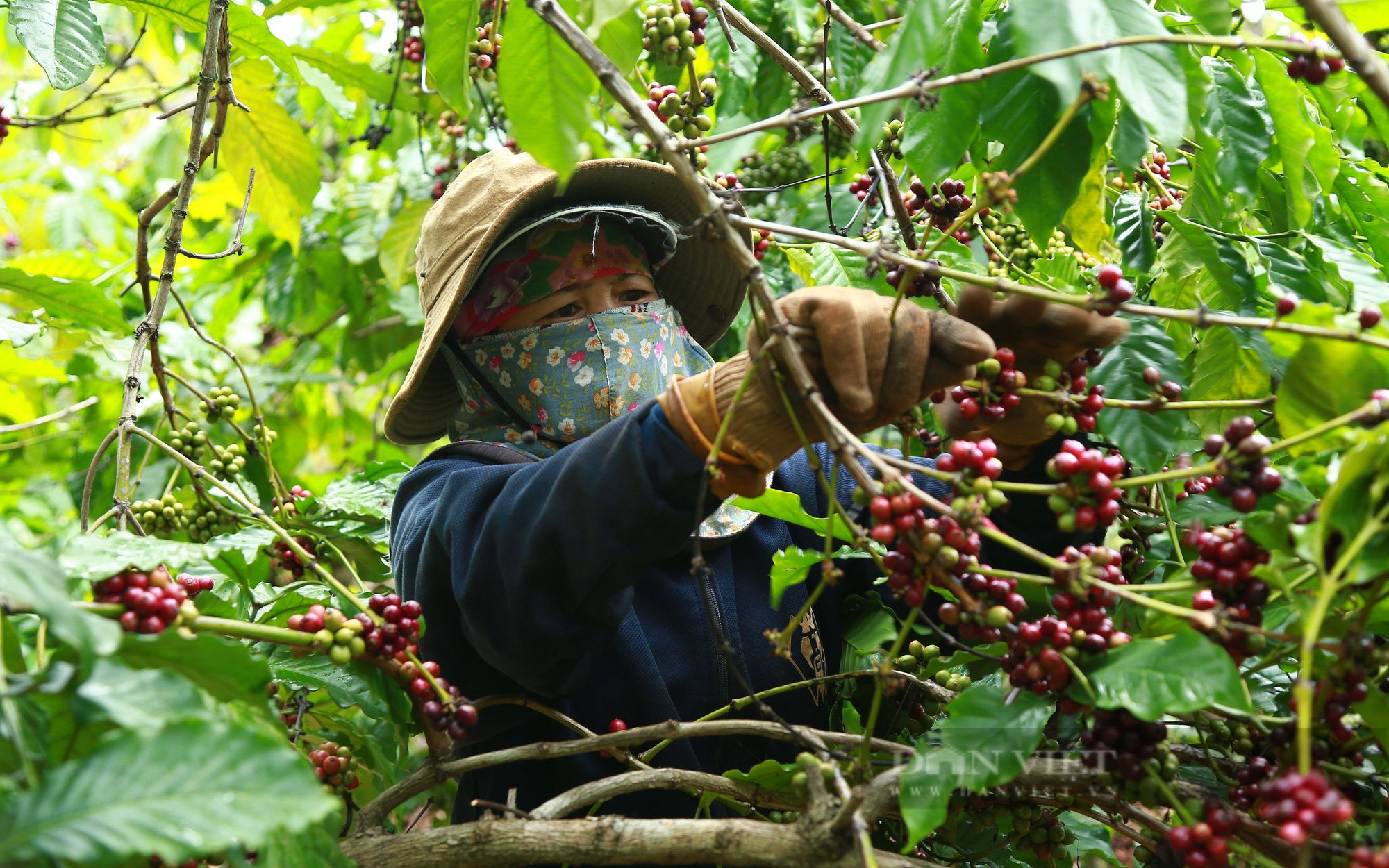 Giá cà phê cao, thêm động lực chăm vườn - Ảnh 1.