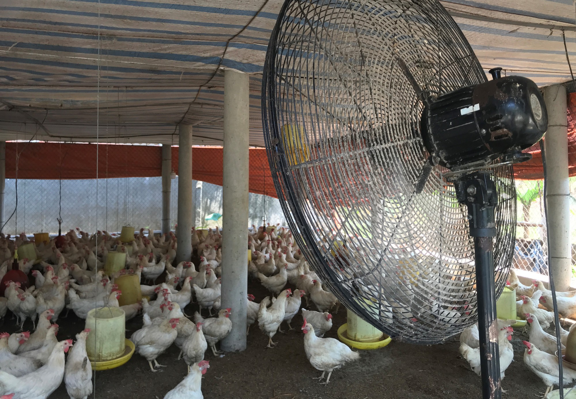 Giá trứng, gà thịt chạm đáy, nhiều chủ trang trại nuôi gà tại Nghệ An &quot;cắn răng&quot; chịu lỗ để duy trì đàn - Ảnh 4.
