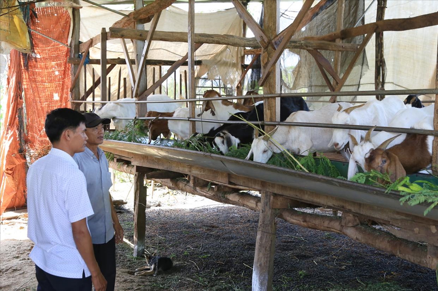 Thêm vốn nuôi dê, trồng cà phê, nông dân mê làm giàu - Ảnh 1.