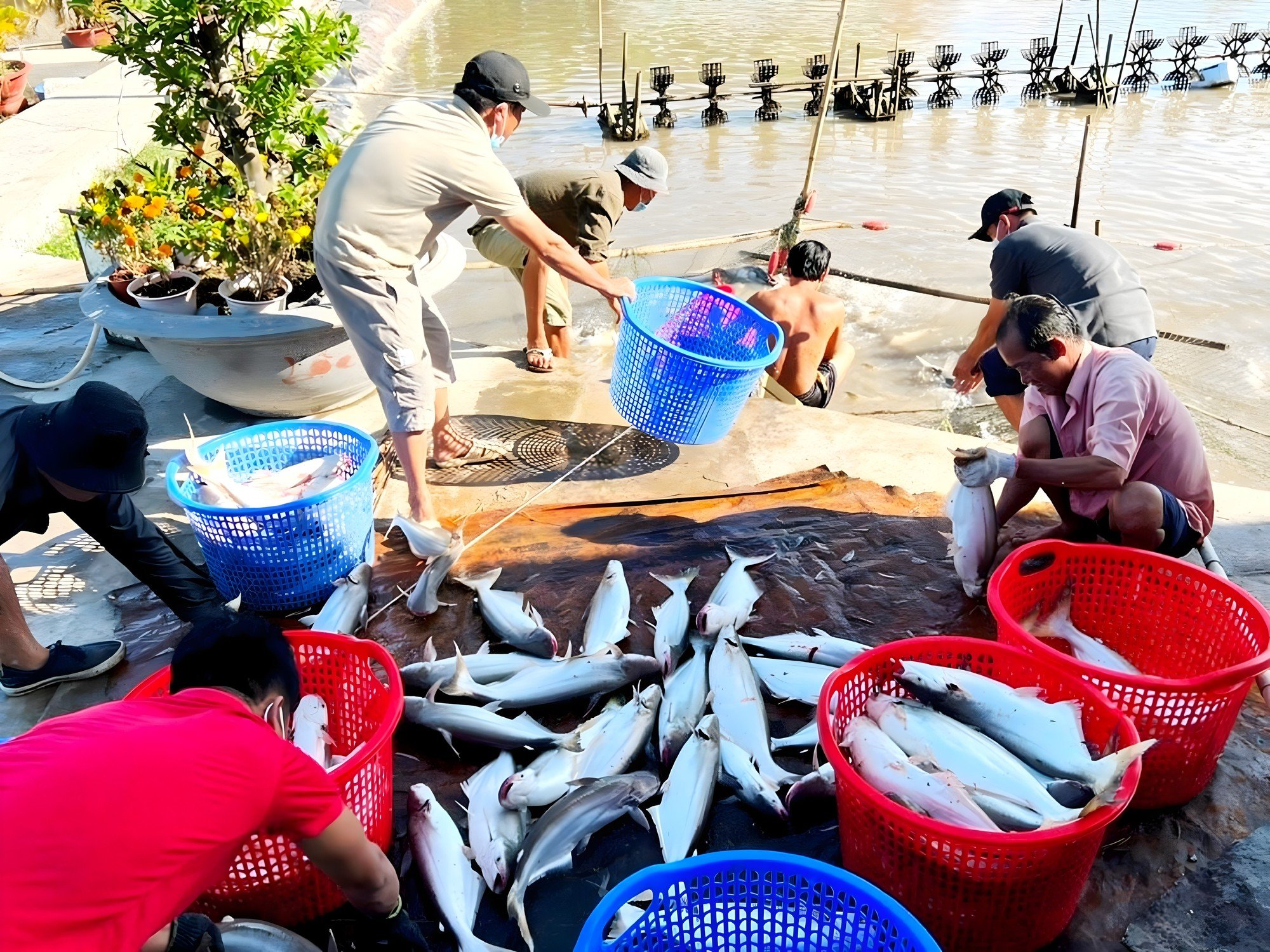 Trợ lực nông dân làm giàu, xây dựng NTM - Ảnh 1.